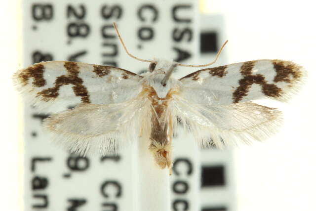 Image of yucca moths