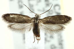 Image of Bogus yucca moths