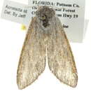 Image of Pointed Dagger Moth