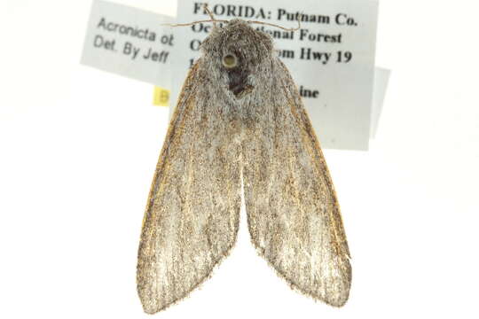 <i>Acronicta lanceolaria</i> (Grt.) resmi