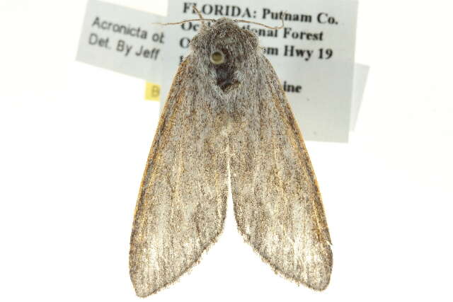 Image of Pointed Dagger Moth