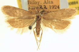 Image of Agonochaetia conspersa Braun 1921