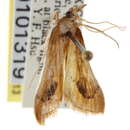 Arenochroa flavalis Fernald 1894 resmi