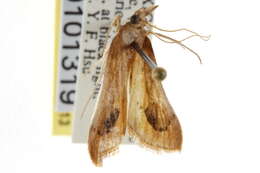 Arenochroa flavalis Fernald 1894 resmi