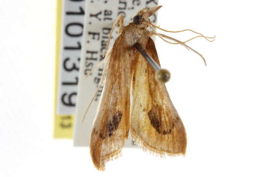 Arenochroa resmi