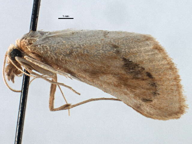 Image of Arenochroa flavalis Fernald 1894