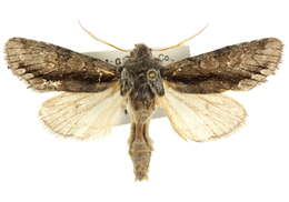 Image of Psaphida electilis Morrison 1875