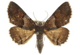 Image of Gray-banded Zale Moth