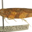 Image of Sparganopseustis martinana Powell 1986