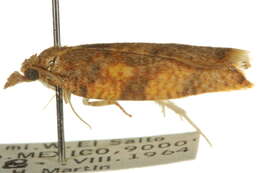 Image of Sparganopseustis martinana Powell 1986