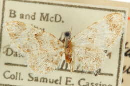 Image de Eupithecia woodgatata Cassino & Swett 1923