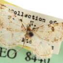 Image of Eupithecia sperryi McDunnough 1949