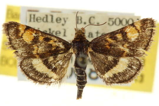 Image of Pyrausta tuolumnalis Barnes & McDunnough 1918