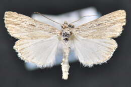 Image of Fine-lined Sallow