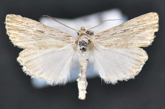 Image of Fine-lined Sallow