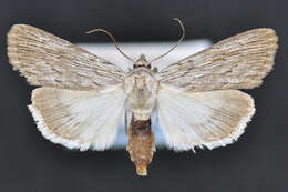 Image of Fine-lined Sallow