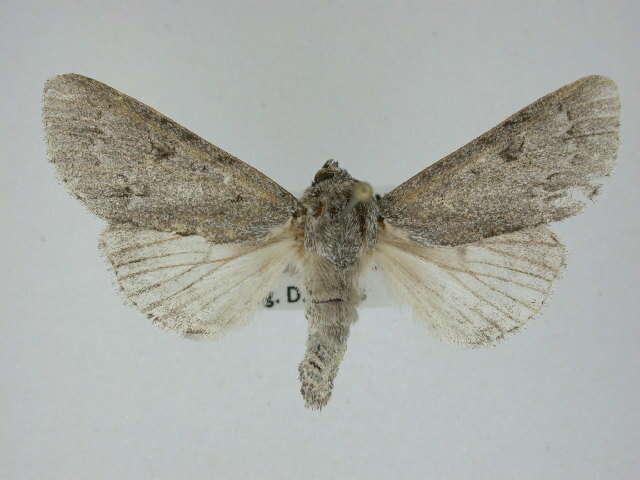 Acronicta hastulifera Smith & Abbot 1797的圖片