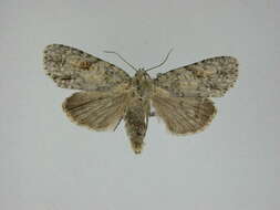 Image of Exiled Dagger Moth