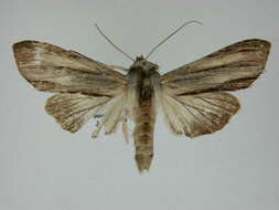 Image of Brown-bordered Cucullia