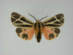 Image of Nais Tiger Moth