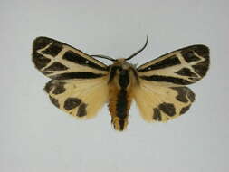 Image of Nais Tiger Moth