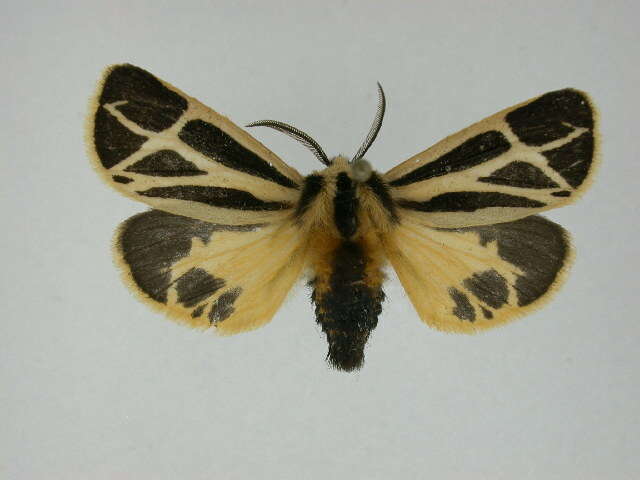 Image of Nais Tiger Moth