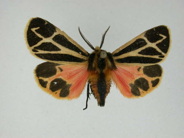 Image of Nais Tiger Moth