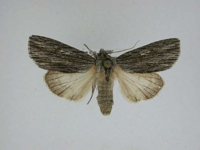 Acronicta lithospila Grote 1874的圖片