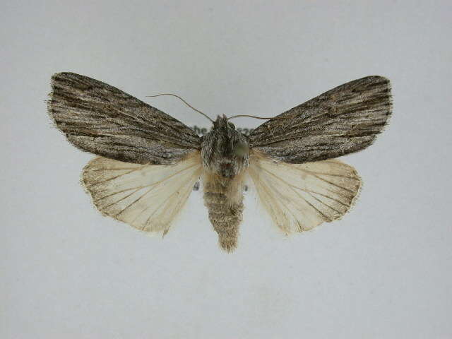 Acronicta lithospila Grote 1874的圖片