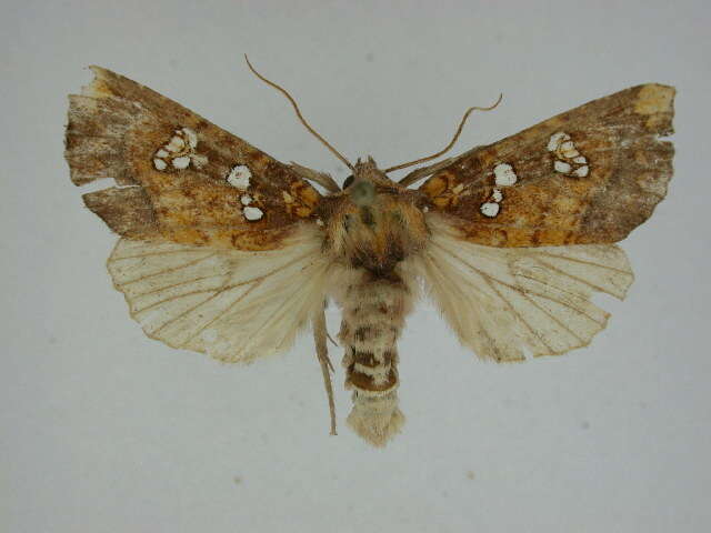 Image of Mayapple borer moth