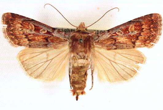 Image of Euxoa cinnabarina Barnes & McDunnough 1918