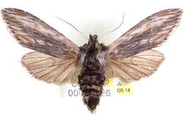 Image of Cucullia dammersi