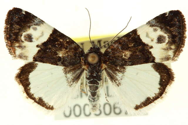 Image of Annaphila casta H. Edwards 1890