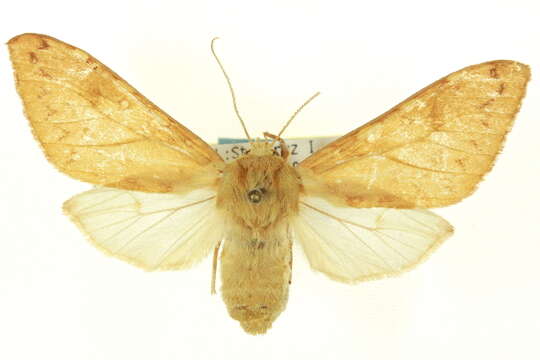 Image of Lophocampa indistincta Barnes & McDunnough 1910