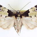Image of Bryolymnia viridimedia Smith 1905