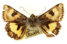 Image of <i>Heliothis australis</i>