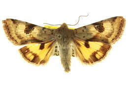 Image of <i>Heliothis australis</i>