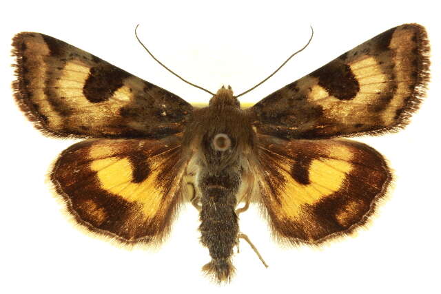 Image of <i>Heliothis australis</i>