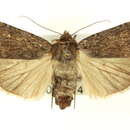 Image of Spaelotis havilae Grote 1880