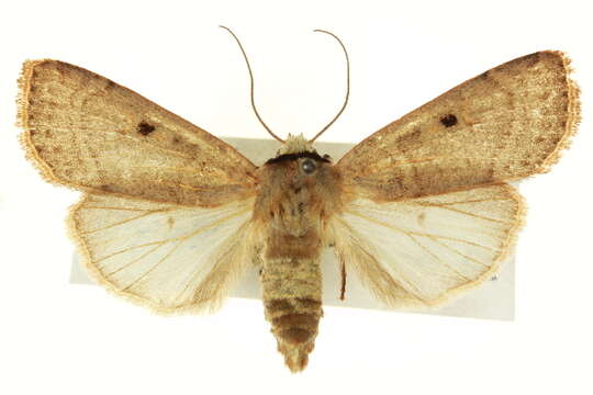 Imagem de <i>Dichagyris pyrsogramma</i>