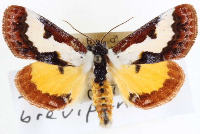 Imagem de Eudryas brevipennis Stretch 1874