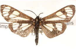 Imagem de Gnophaela aequinoctialis Walker 1854