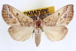 Image of Ophiderinae