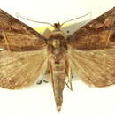 Aglaonice otignatha Hampson 1924 resmi