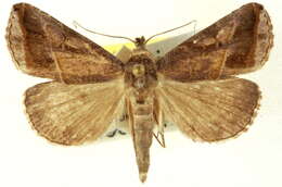 Aglaonice otignatha Hampson 1924 resmi