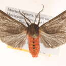 Image of Euchaetes gigantea Barnes & McDunnough 1910