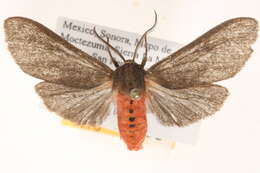 Sivun Euchaetes gigantea Barnes & McDunnough 1910 kuva