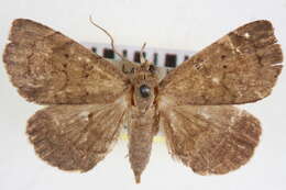 صورة Focillidia grenadensis Hampson 1913