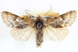 Image of Acronicta spinea