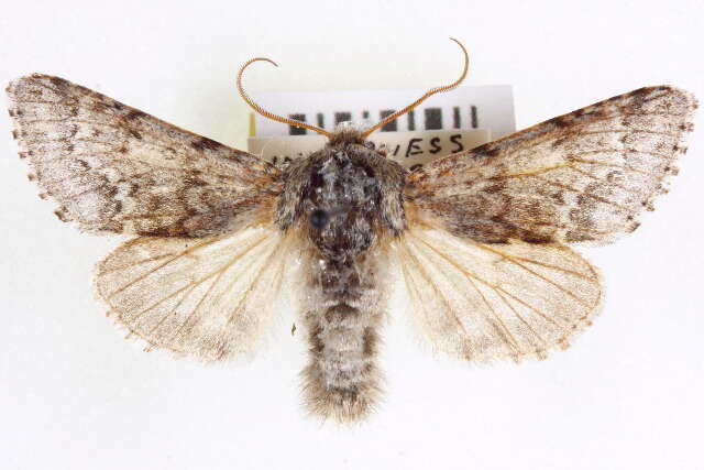 Image of Acronicta spinea